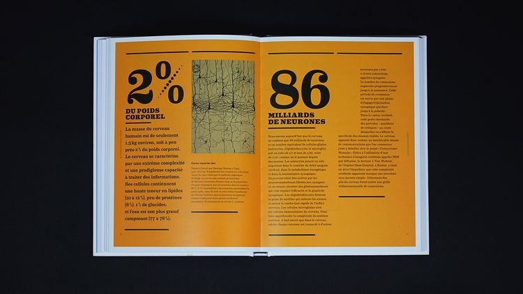 abmstudio-site-cerveau-2.jpg